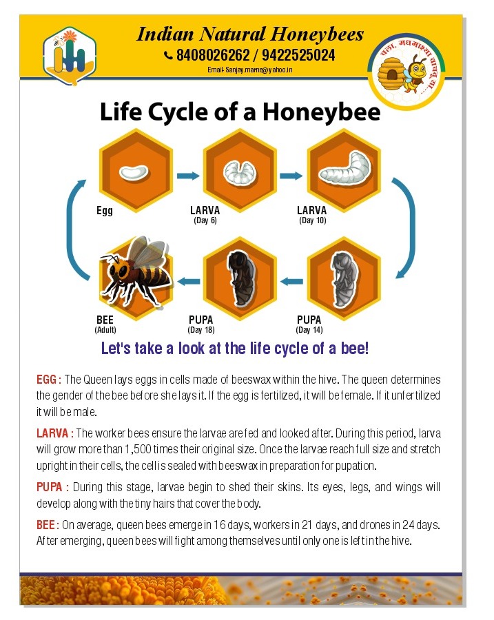 Life Cycle of a Honeybee - Educational Diagram