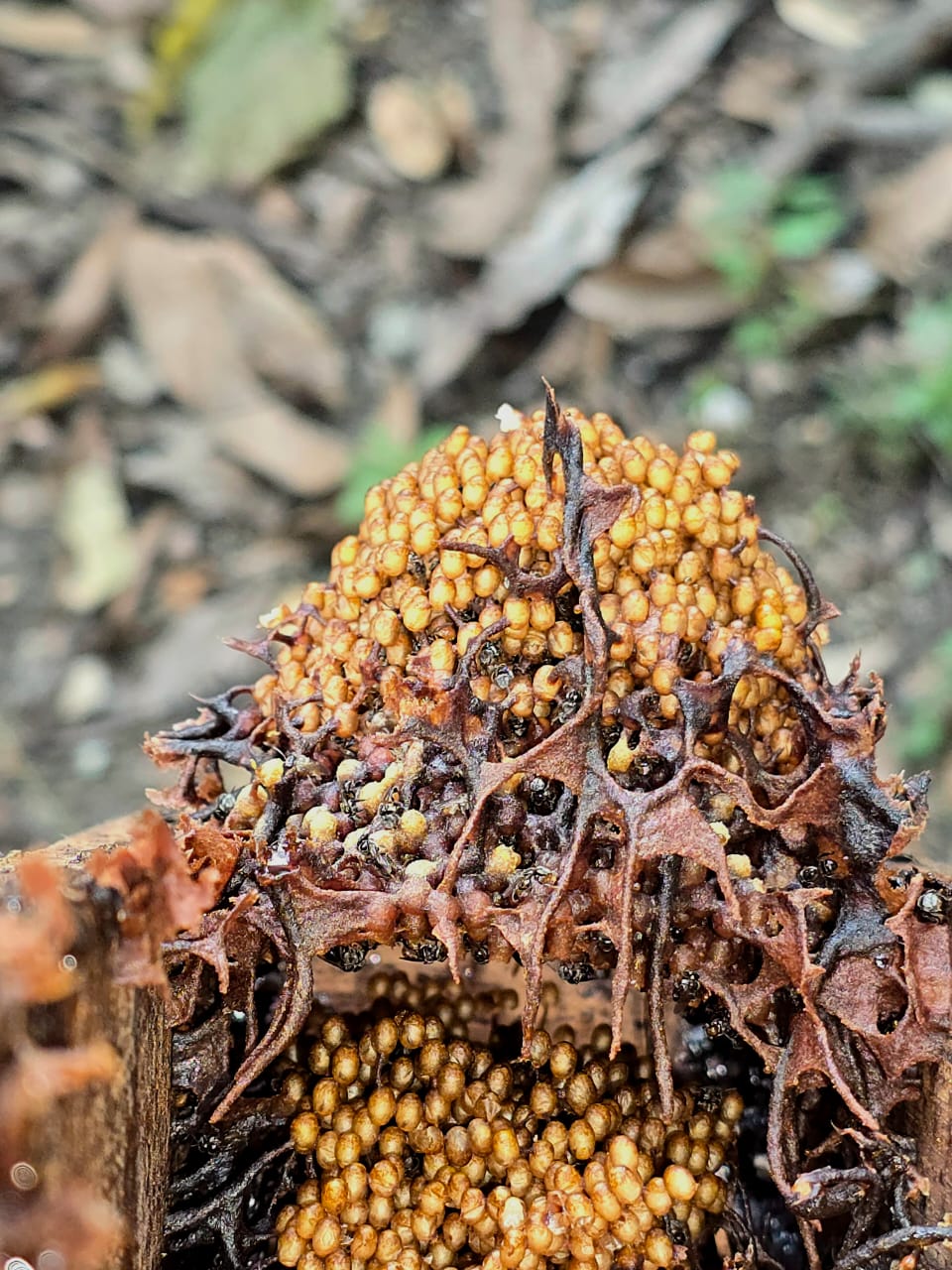Natural bee eggs and larvae in honeycomb cells