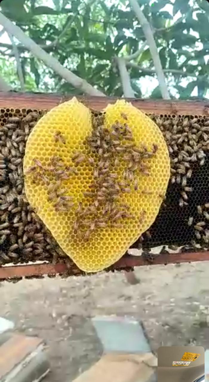 Fresh honeycomb with active honeybees
