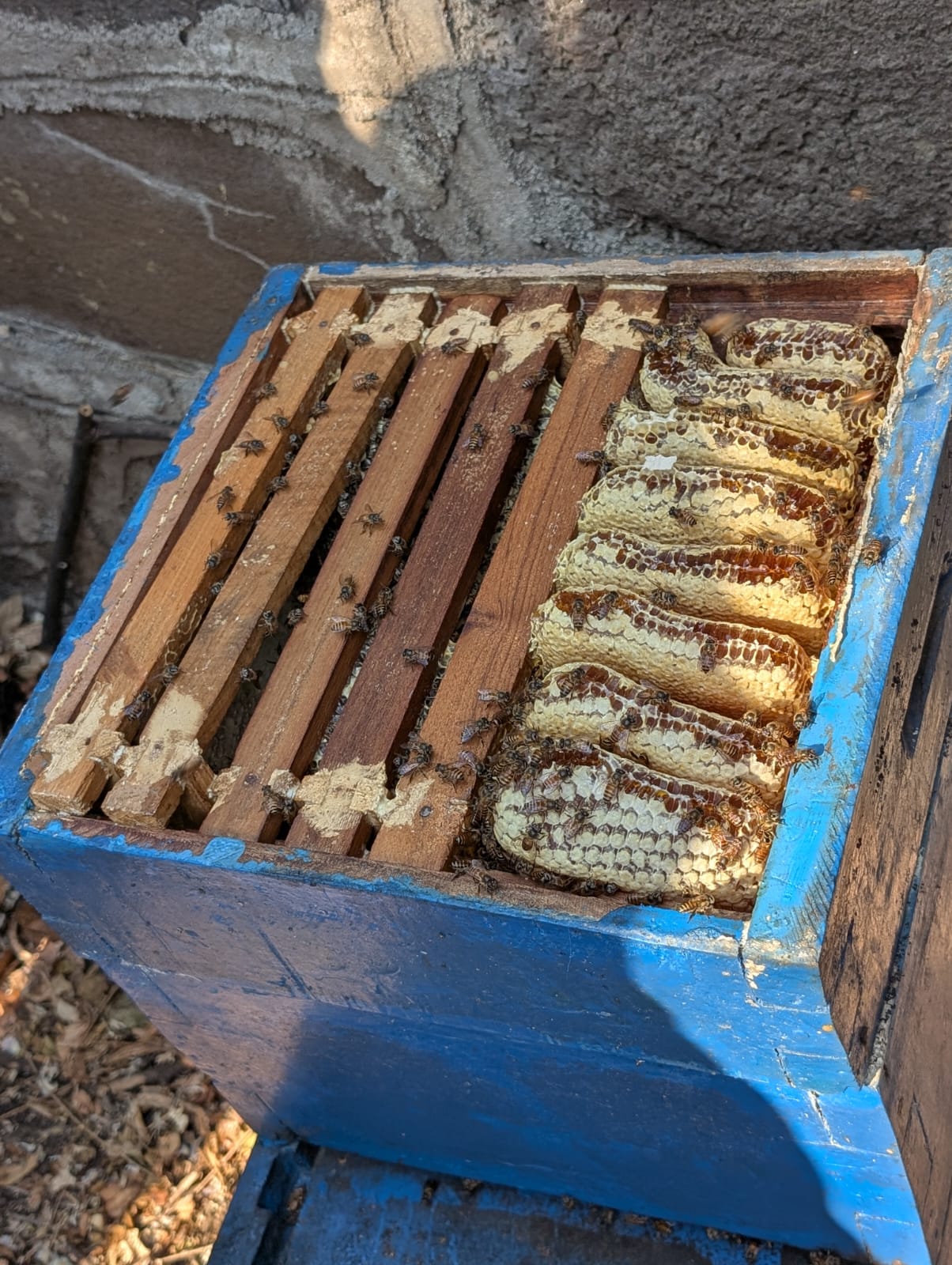 Blue beehive box with natural honeycomb frames