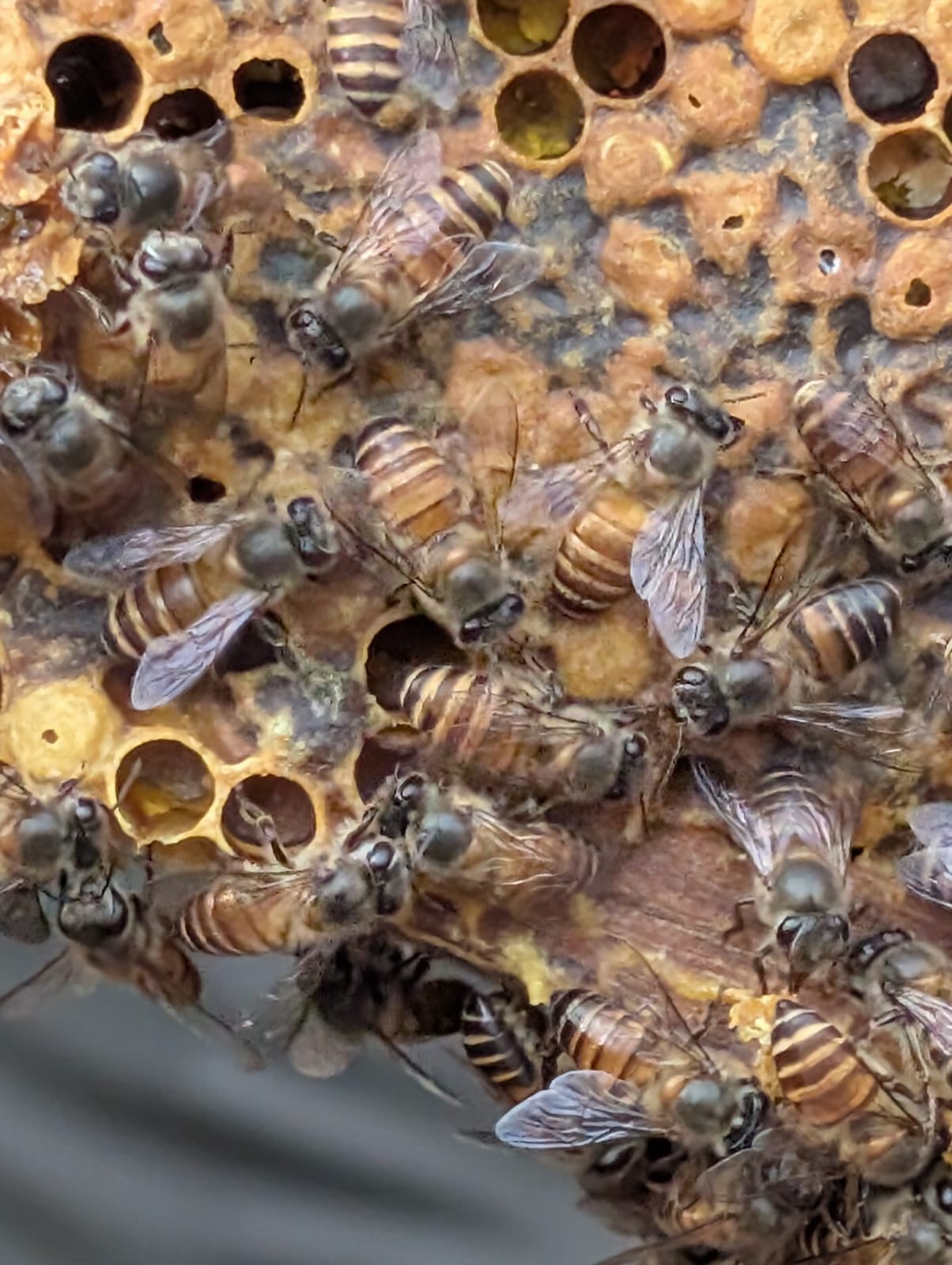 Close-up view of active honeybees on comb