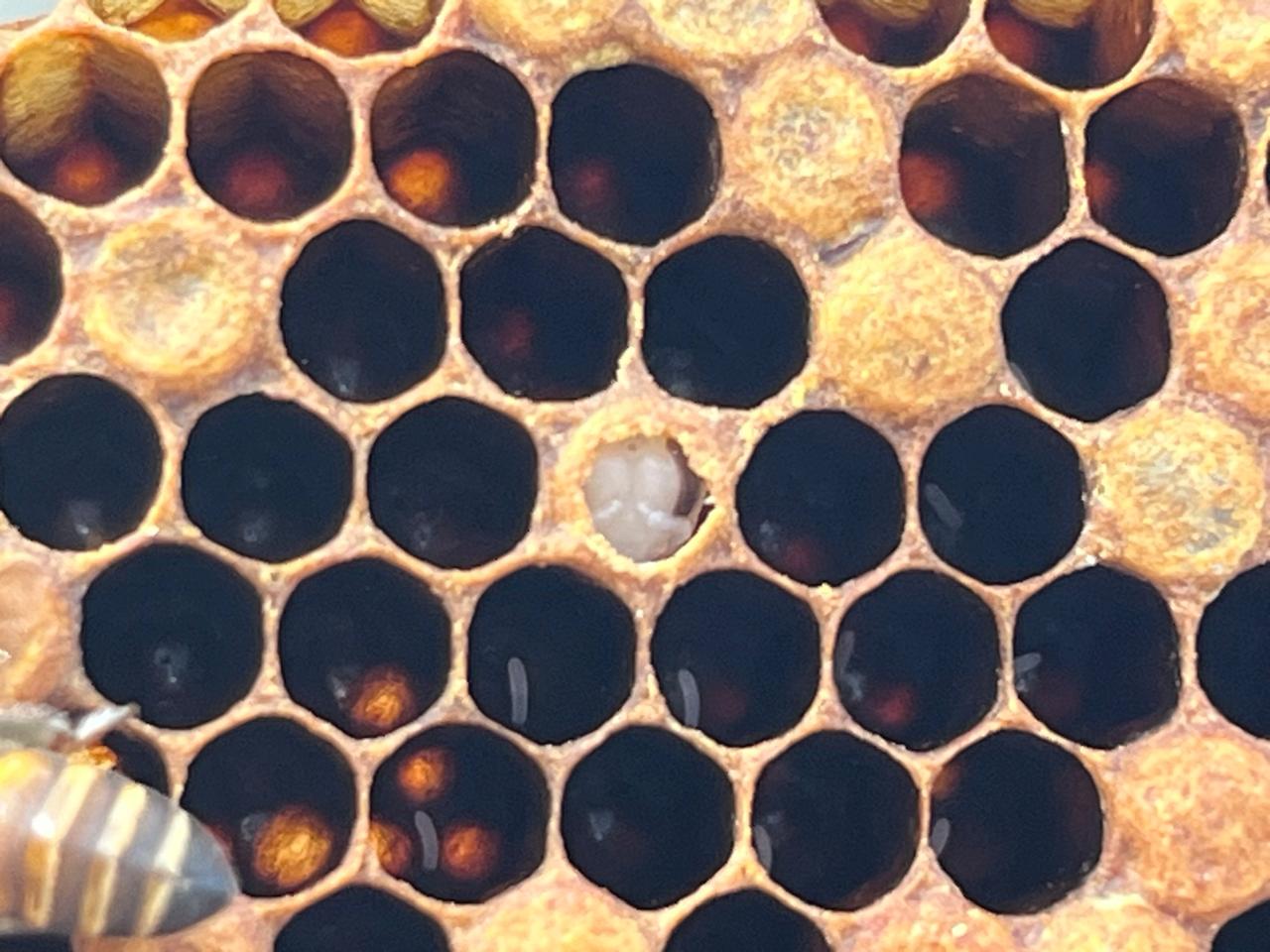 Dedicated Beekeeping Team